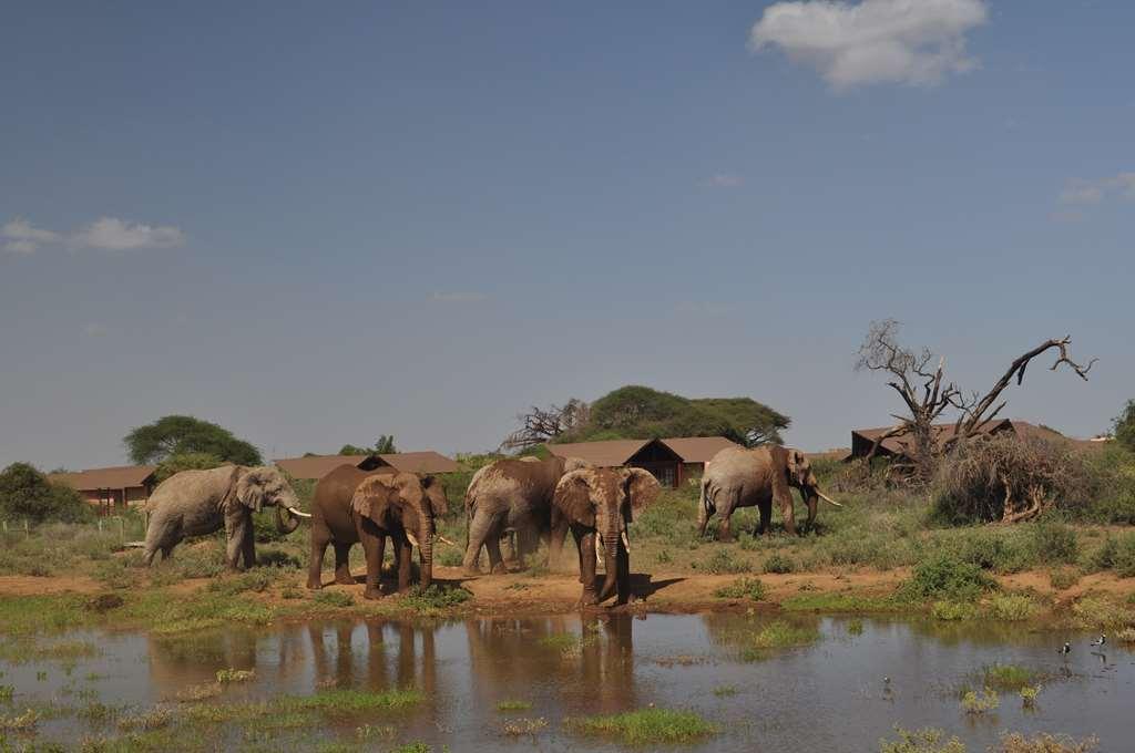 Kilima Safari Camp Otel Oloitokitok Dış mekan fotoğraf